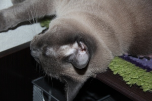 And this is what the cat does while I edit pictures!